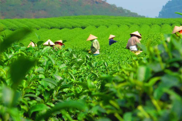 Hàm lượng dưỡng chất trong trà Thái Nguyên