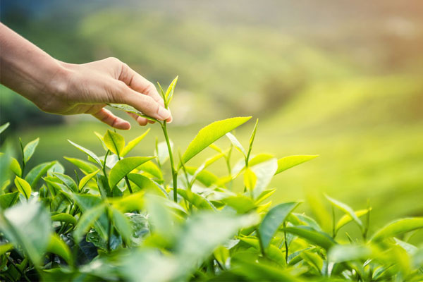 Uống chè Thái Nguyên có tác dụng gì