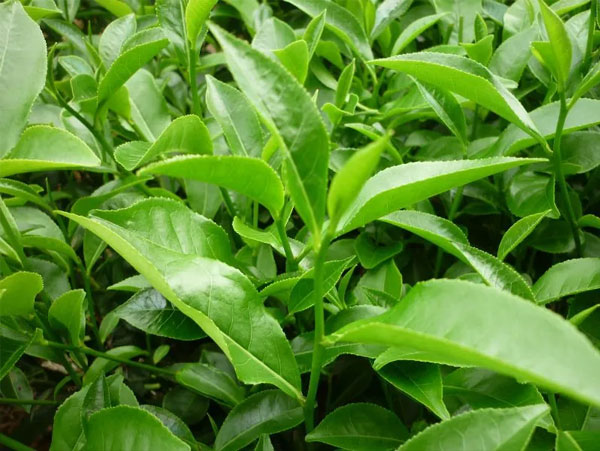 Thế nào là chè Thái Nguyên ngon